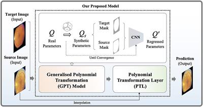 AI-driven generalized polynomial transformation models for unsupervised fundus image registration